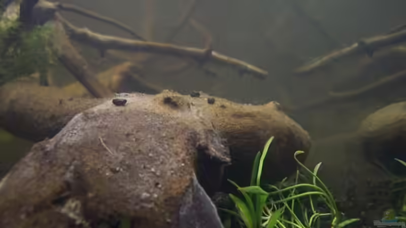 Aquarium Afrika ... nur noch als Beispiel von Eginger (15)