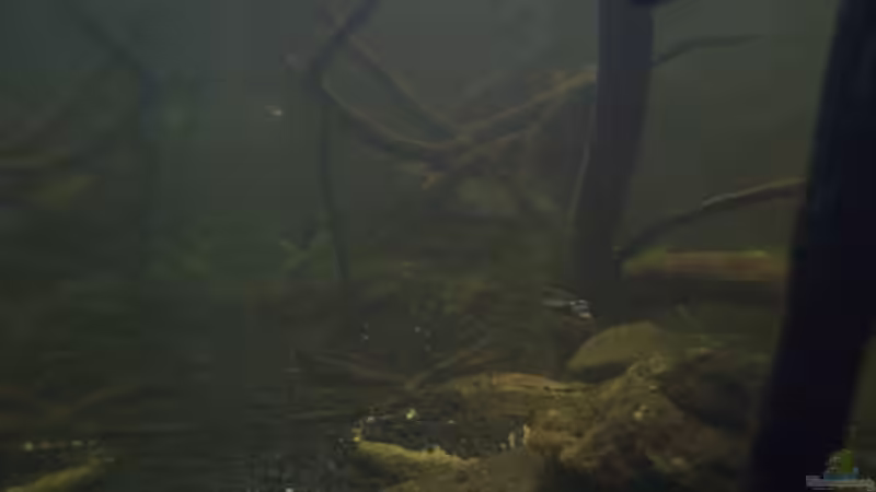 Aquarium Afrika ... nur noch als Beispiel von Eginger (16)