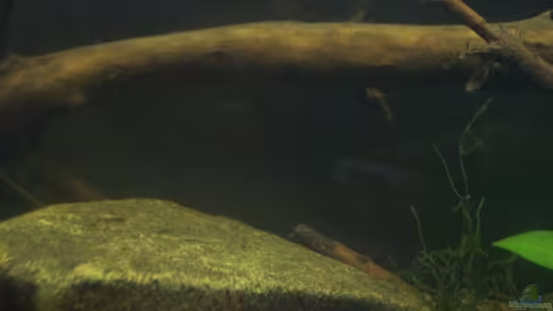 Aquarium Afrika ... nur noch als Beispiel von Eginger (17)