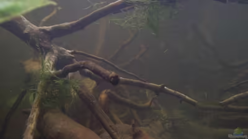 Aquarium Afrika ... nur noch als Beispiel von Eginger (18)