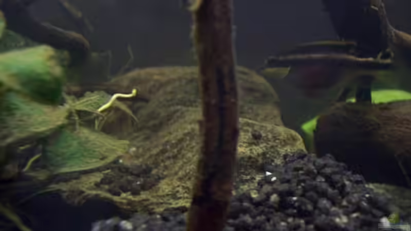 Aquarium Afrika ... nur noch als Beispiel von Eginger (19)