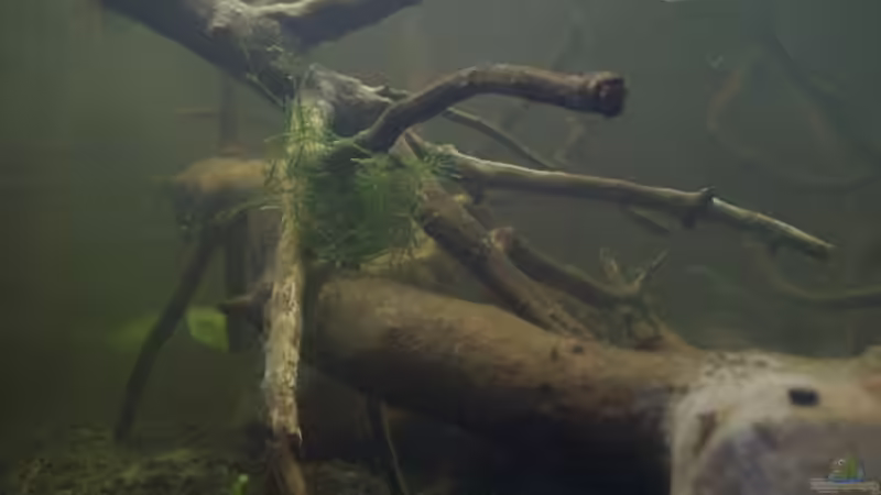 Aquarium Afrika ... nur noch als Beispiel von Eginger (20)