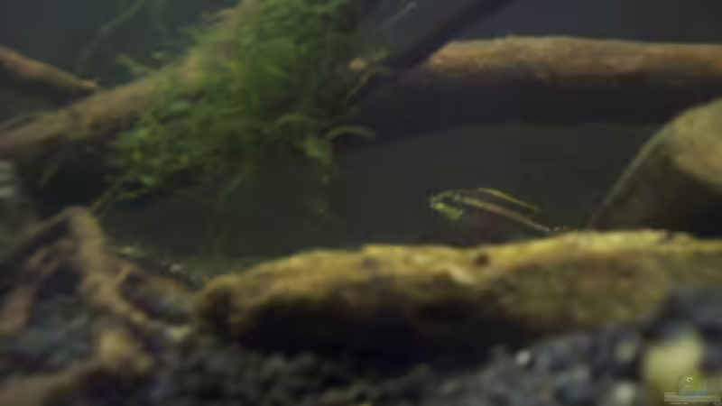 Aquarium Afrika ... nur noch als Beispiel von Eginger (21)