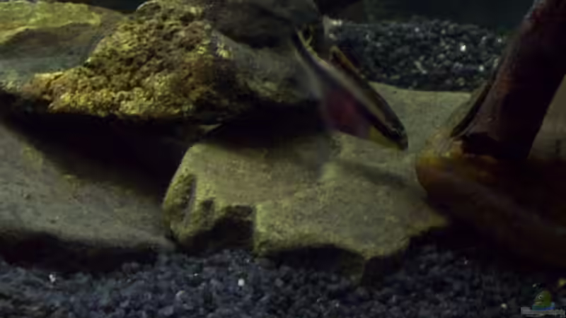 Aquarium Afrika ... nur noch als Beispiel von Eginger (22)