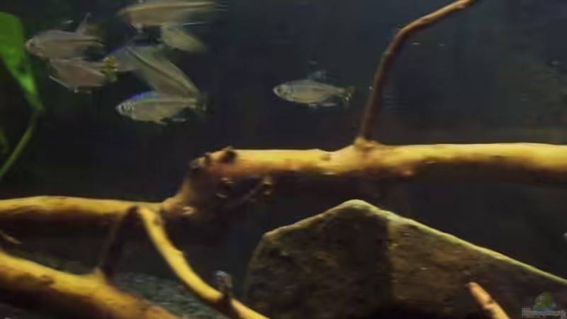 Aquarium Afrika ... nur noch als Beispiel von Eginger (24)