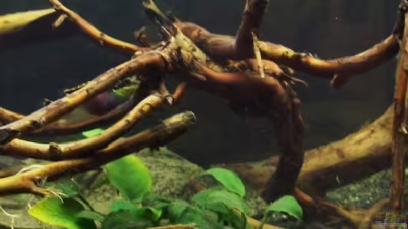 Aquarium Afrika ... nur noch als Beispiel von Eginger (26)