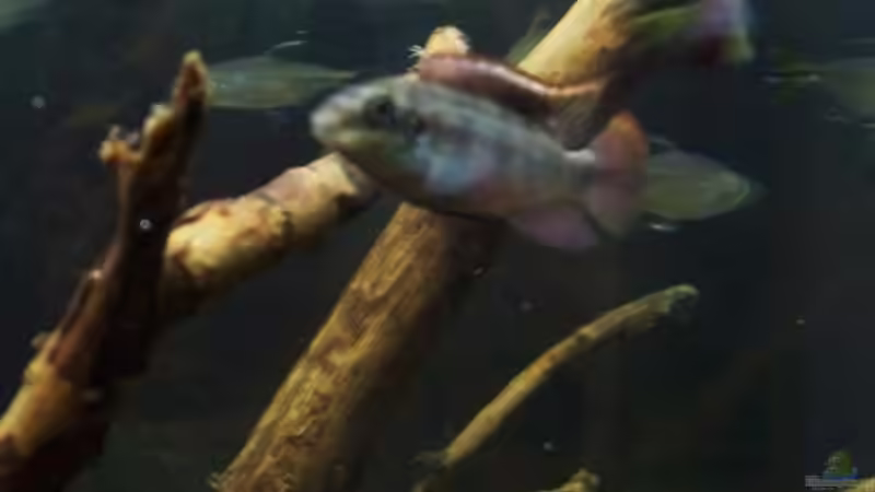 Aquarium Afrika ... nur noch als Beispiel von Eginger (28)