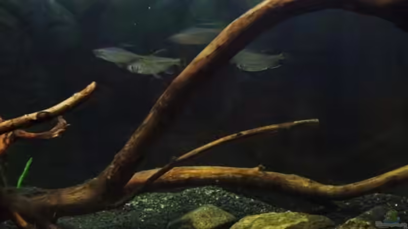 Aquarium Afrika ... nur noch als Beispiel von Eginger (29)