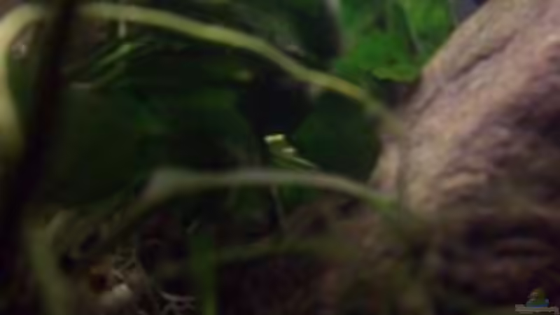 Aquarium Afrika ... nur noch als Beispiel von Eginger (3)