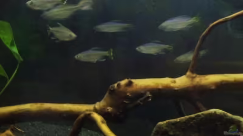 Aquarium Afrika ... nur noch als Beispiel von Eginger (30)