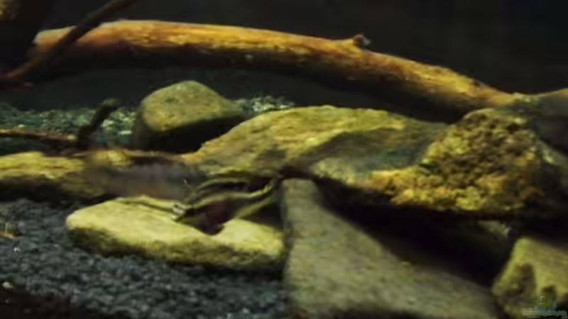 Aquarium Afrika ... nur noch als Beispiel von Eginger (31)