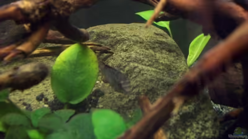 Aquarium Afrika ... nur noch als Beispiel von Eginger (32)