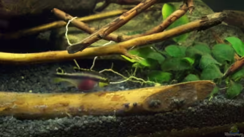 Aquarium Afrika ... nur noch als Beispiel von Eginger (34)