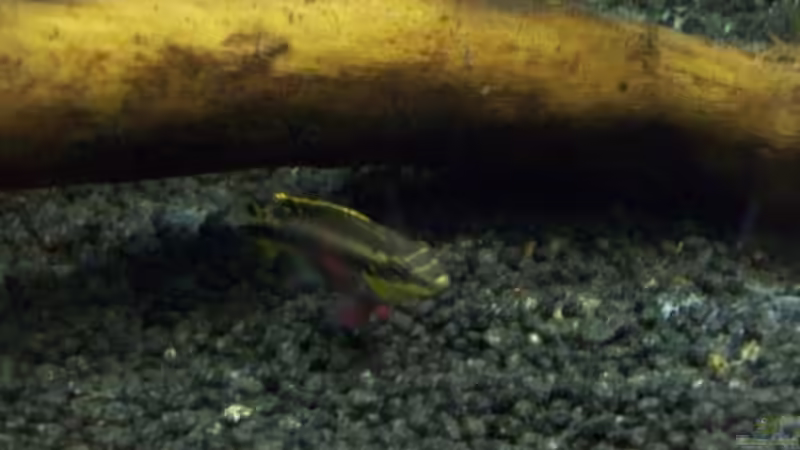 Aquarium Afrika ... nur noch als Beispiel von Eginger (35)