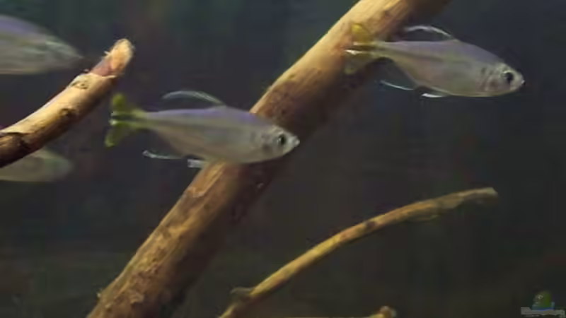 Aquarium Afrika ... nur noch als Beispiel von Eginger (36)