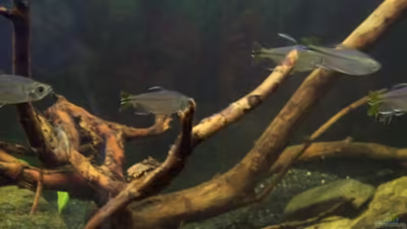 Aquarium Afrika ... nur noch als Beispiel von Eginger (37)