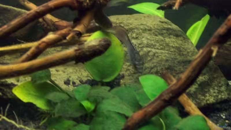 Aquarium Afrika ... nur noch als Beispiel von Eginger (38)