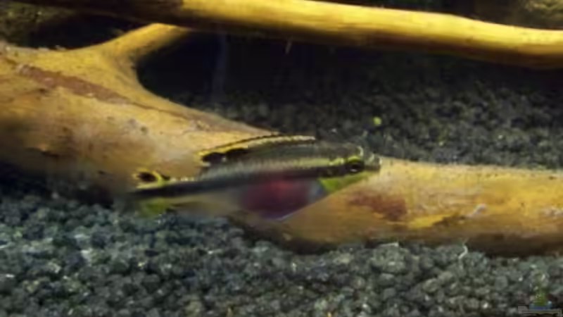 Aquarium Afrika ... nur noch als Beispiel von Eginger (39)