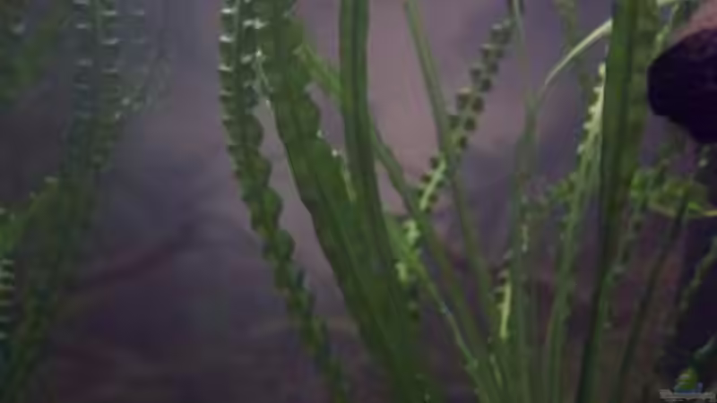 Aquarium Afrika ... nur noch als Beispiel von Eginger (5)