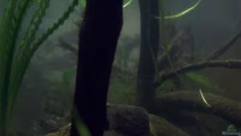 Aquarium Afrika ... nur noch als Beispiel von Eginger (6)