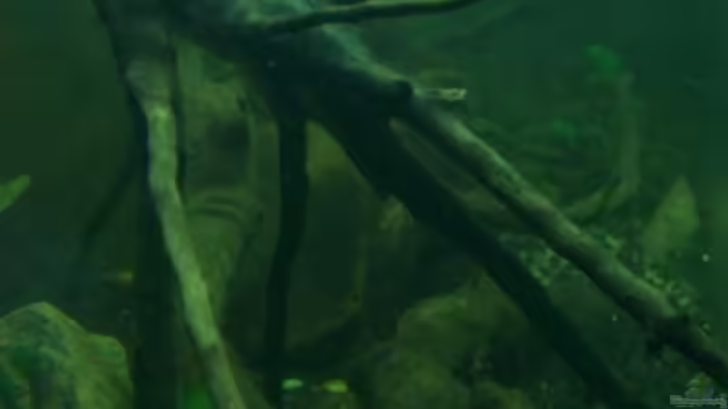 Aquarium Afrika ... nur noch als Beispiel von Eginger (7)