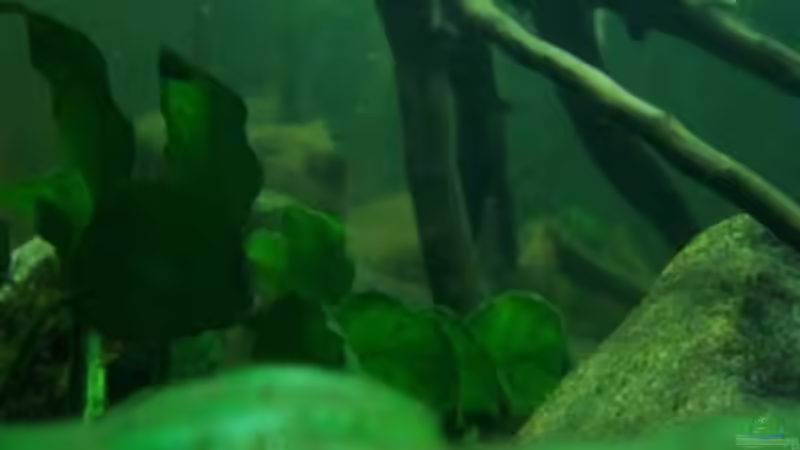 Aquarium Afrika ... nur noch als Beispiel von Eginger (8)