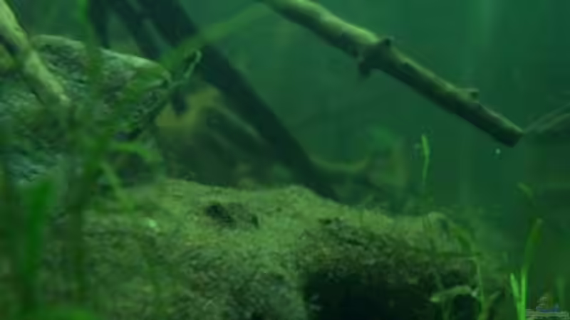 Aquarium Afrika ... nur noch als Beispiel von Eginger (9)