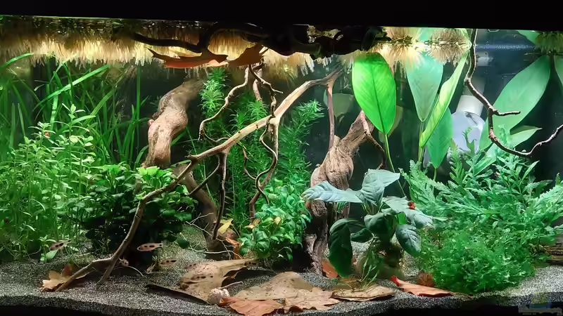 Aquarium Afrika in 54l (aufgelöst) von DaniJeep (3)