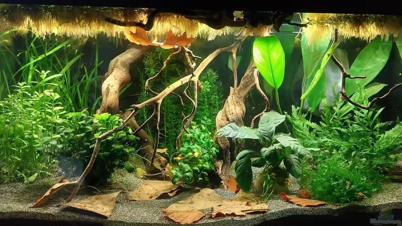 Aquarium Afrika in 54l (aufgelöst) von DaniJeep (4)