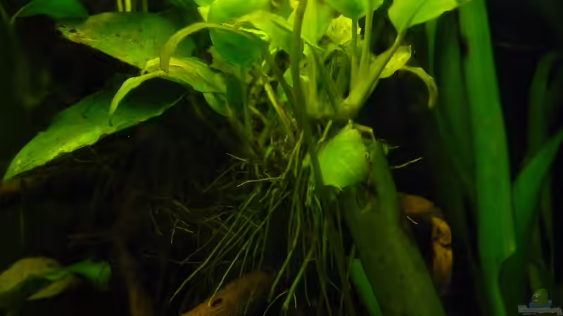 Aquarium afrikanische Raritätensammlung von Romulus71 (10)