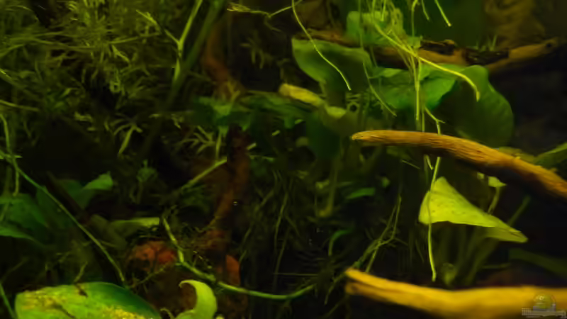 Aquarium afrikanische Raritätensammlung von Romulus71 (11)