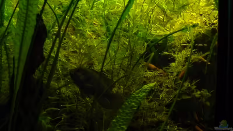 Aquarium afrikanische Raritätensammlung von Romulus71 (13)