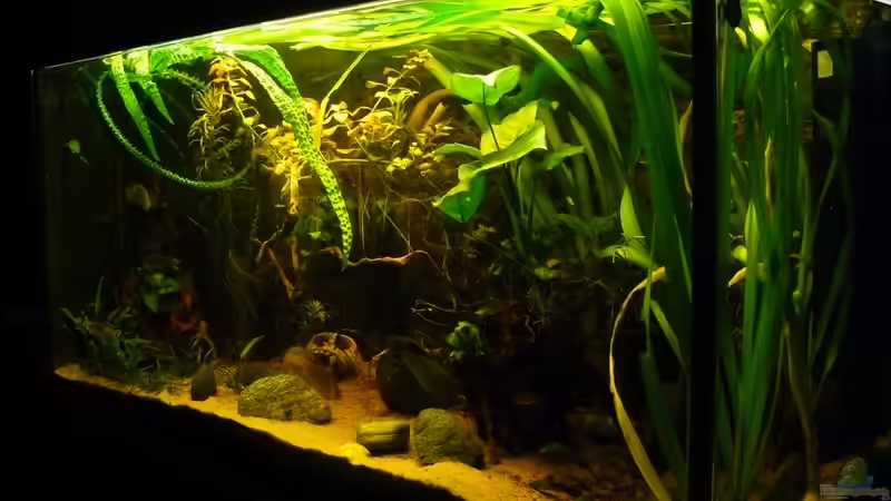 Aquarium afrikanische Raritätensammlung von Romulus71 (2)
