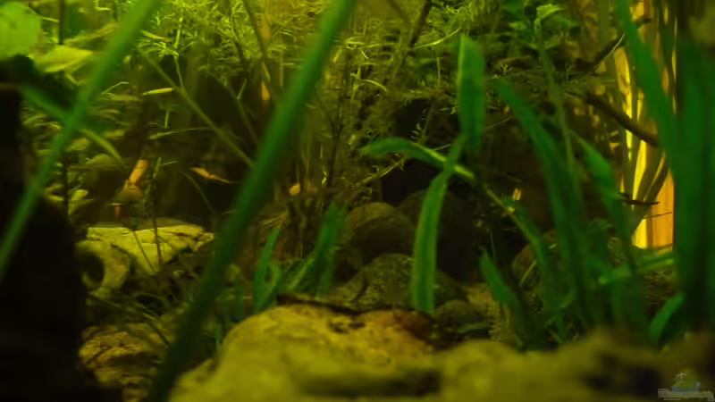 Aquarium afrikanische Raritätensammlung von Romulus71 (5)