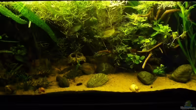 Aquarium afrikanische Raritätensammlung von Romulus71 (9)