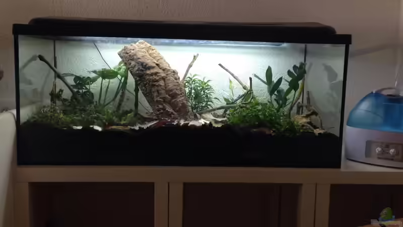 Aquarium Afrikanische Riesenschnecken von Jessman (2)