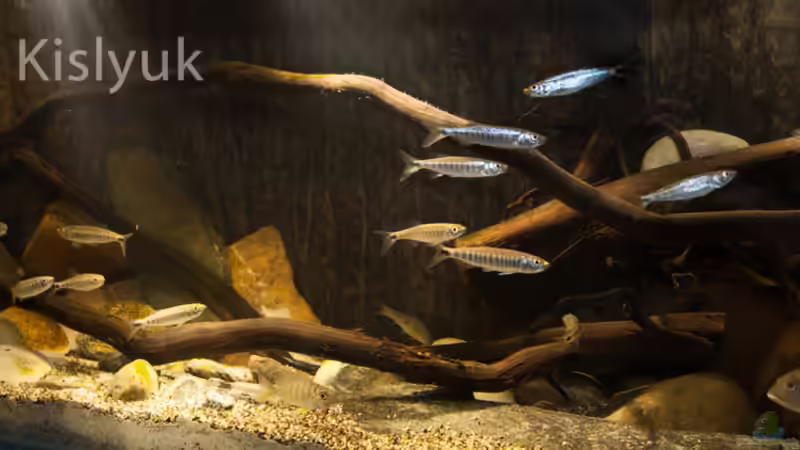 Aquarium Afrikas Erdfresser von Stanislav Kislyuk (2)