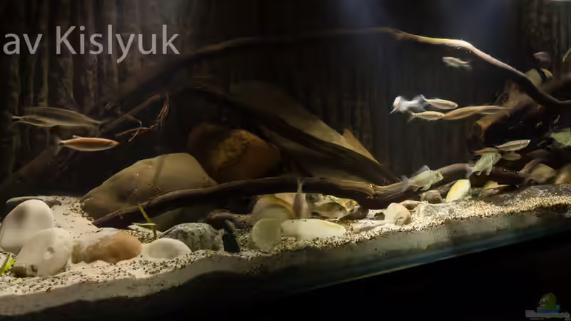 Aquarium Afrikas Erdfresser von Stanislav Kislyuk (3)