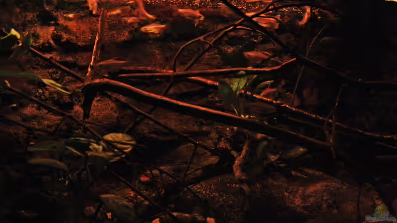 Aquarium Afrikas Kongo River von Florian Bandhauer (12)