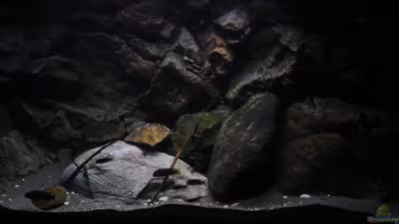 Aquarium Afrikas Lake Malawi von Florian Bandhauer (10)