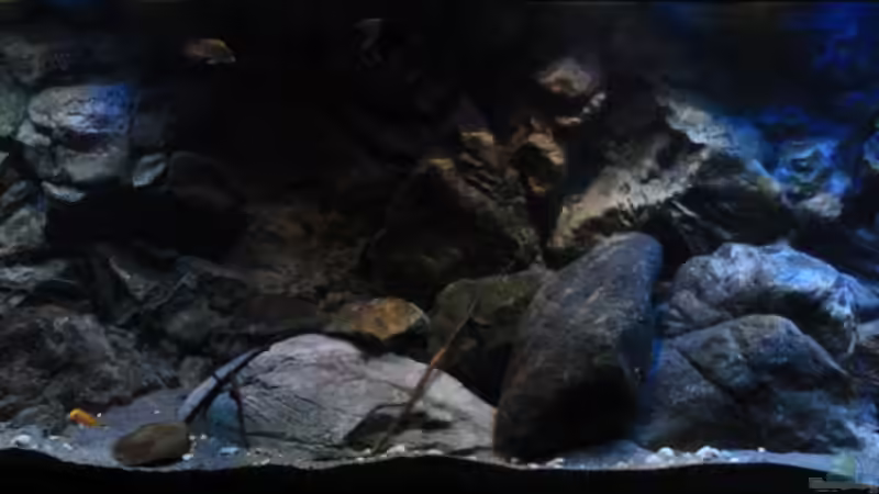 Aquarium Afrikas Lake Malawi von Florian Bandhauer (12)