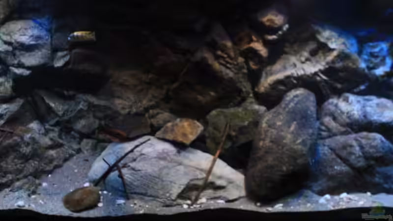 Aquarium Afrikas Lake Malawi von Florian Bandhauer (15)