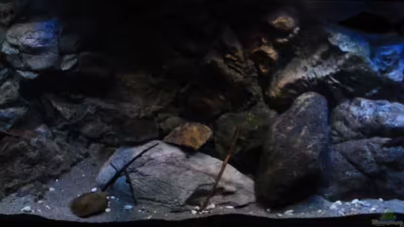 Aquarium Afrikas Lake Malawi von Florian Bandhauer (16)