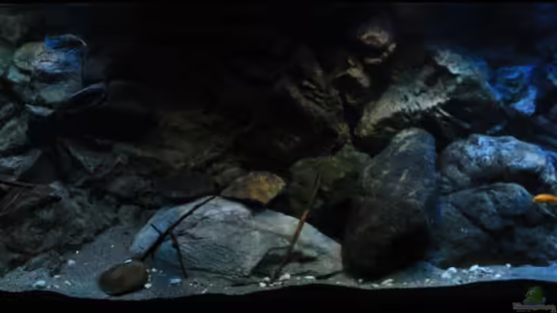 Aquarium Afrikas Lake Malawi von Florian Bandhauer (17)
