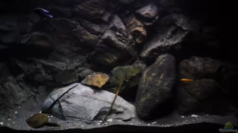 Aquarium Afrikas Lake Malawi von Florian Bandhauer (9)