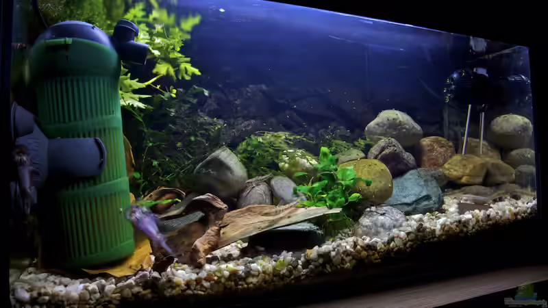 Aquarium Afrikas Stromschnellen von Stanislav Kislyuk (2)