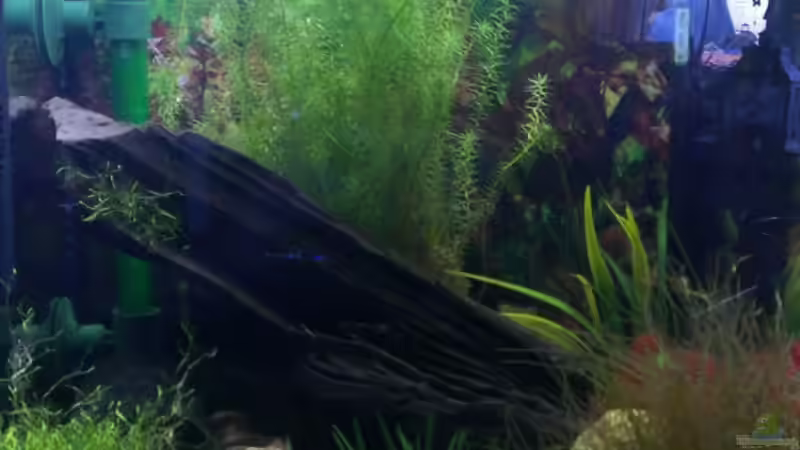 Aquarium aktuell 31.10.2013 von Jan H. (1)