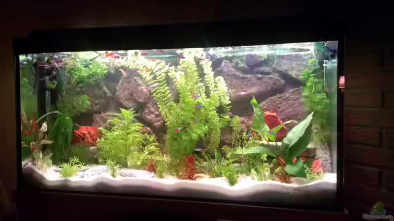 Aquarium aktuell 31.10.2013 von Jan H. (1)