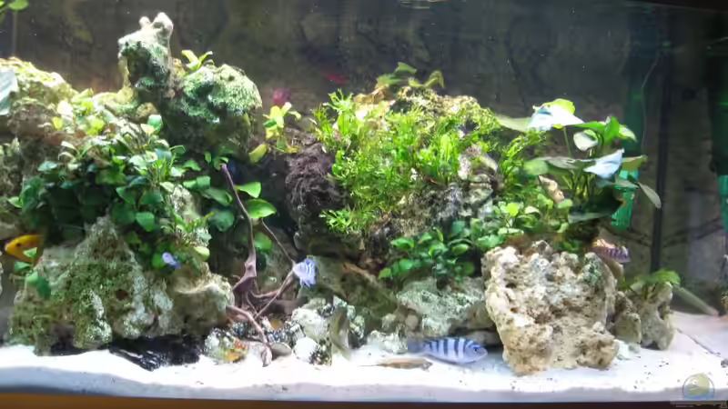 Aquarium Akva-Stabil EffectLine silber von Maik Beckmann (5)