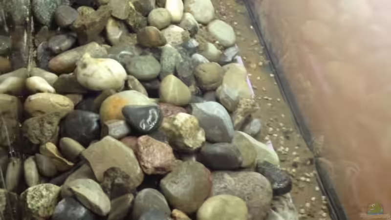 Aquarium Alabama cold river (Nur noch Beispiel) von Tobias Sch. (2)